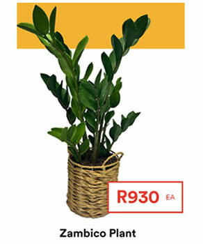Zambico_Plant