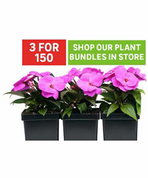 Plants
